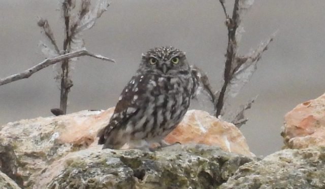 A Comforter in the Storm