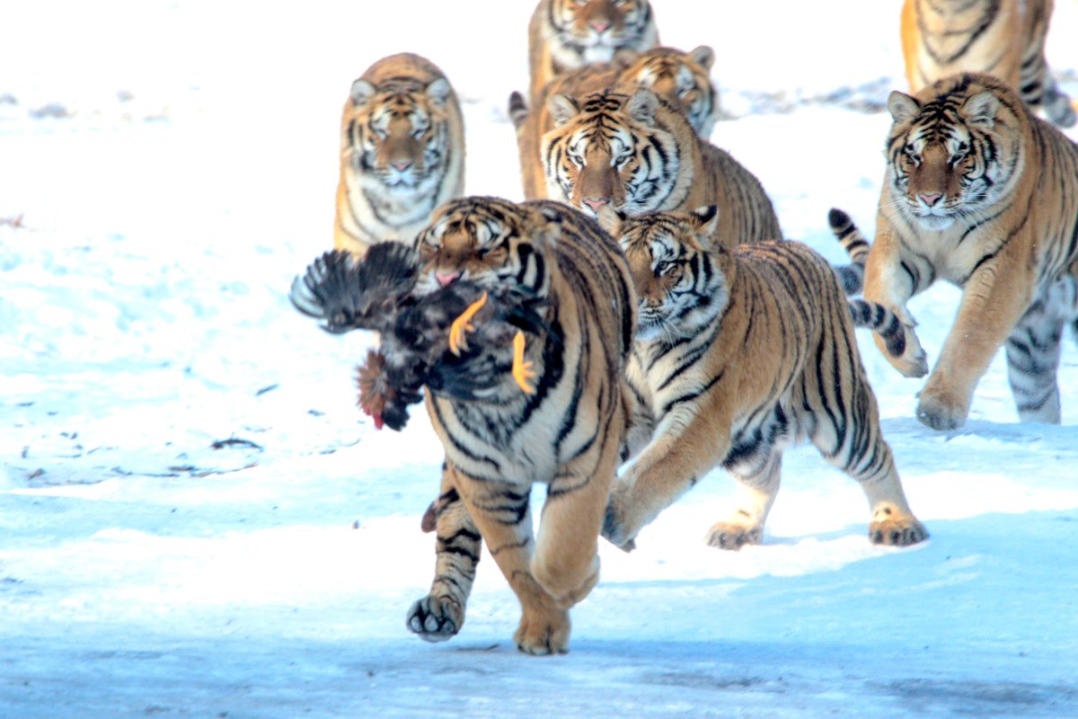 How the End of the Cold War Saved the Siberian Tiger