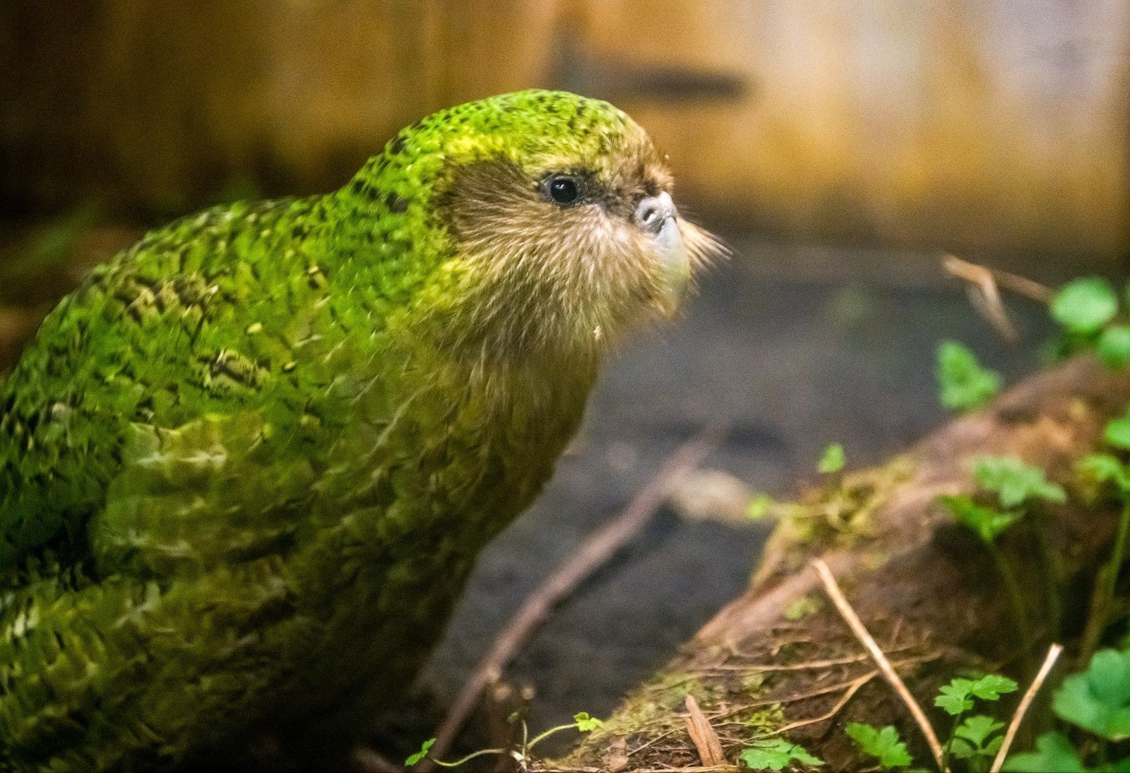 Baby boom for world's most endangered parrot