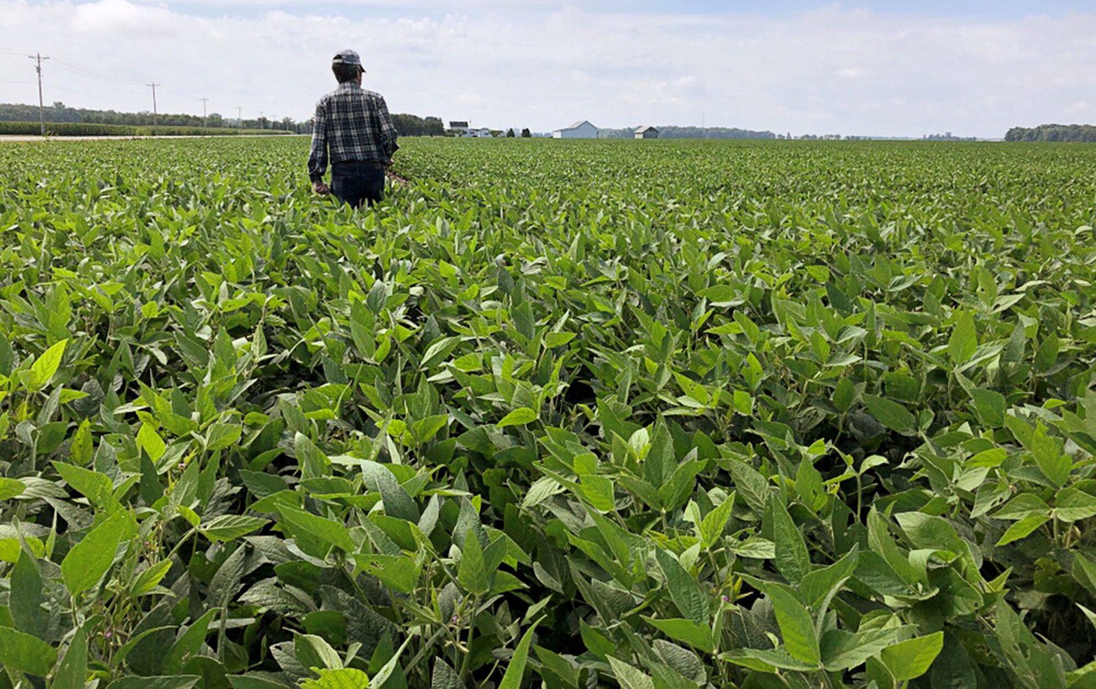 US considers bailout for soybean farmers