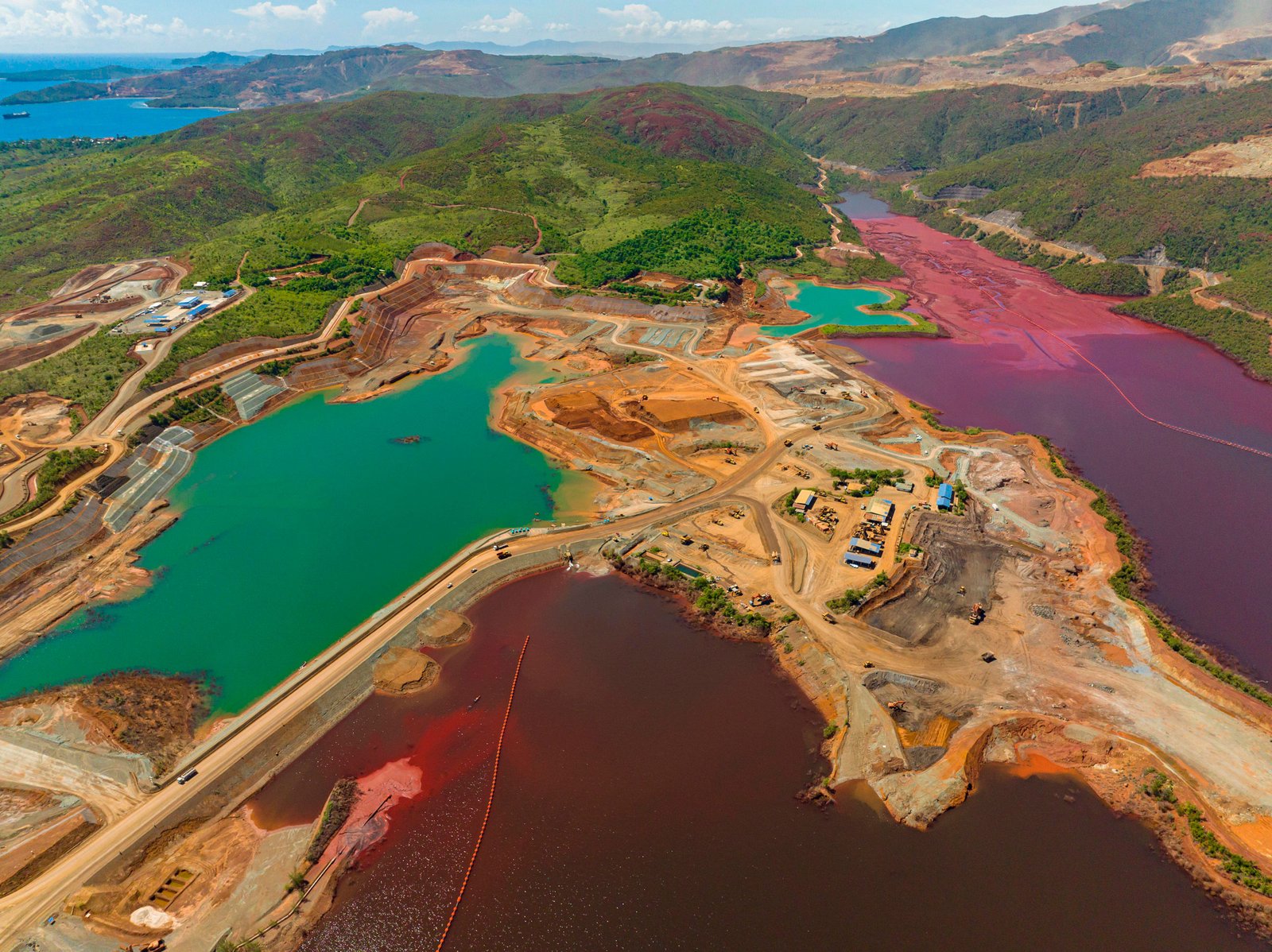 These Special Plants Accumulate Critical Metals Without Destructive Mining