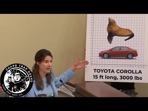 Illegal Sea Lion Immigration | Chapo Trap House