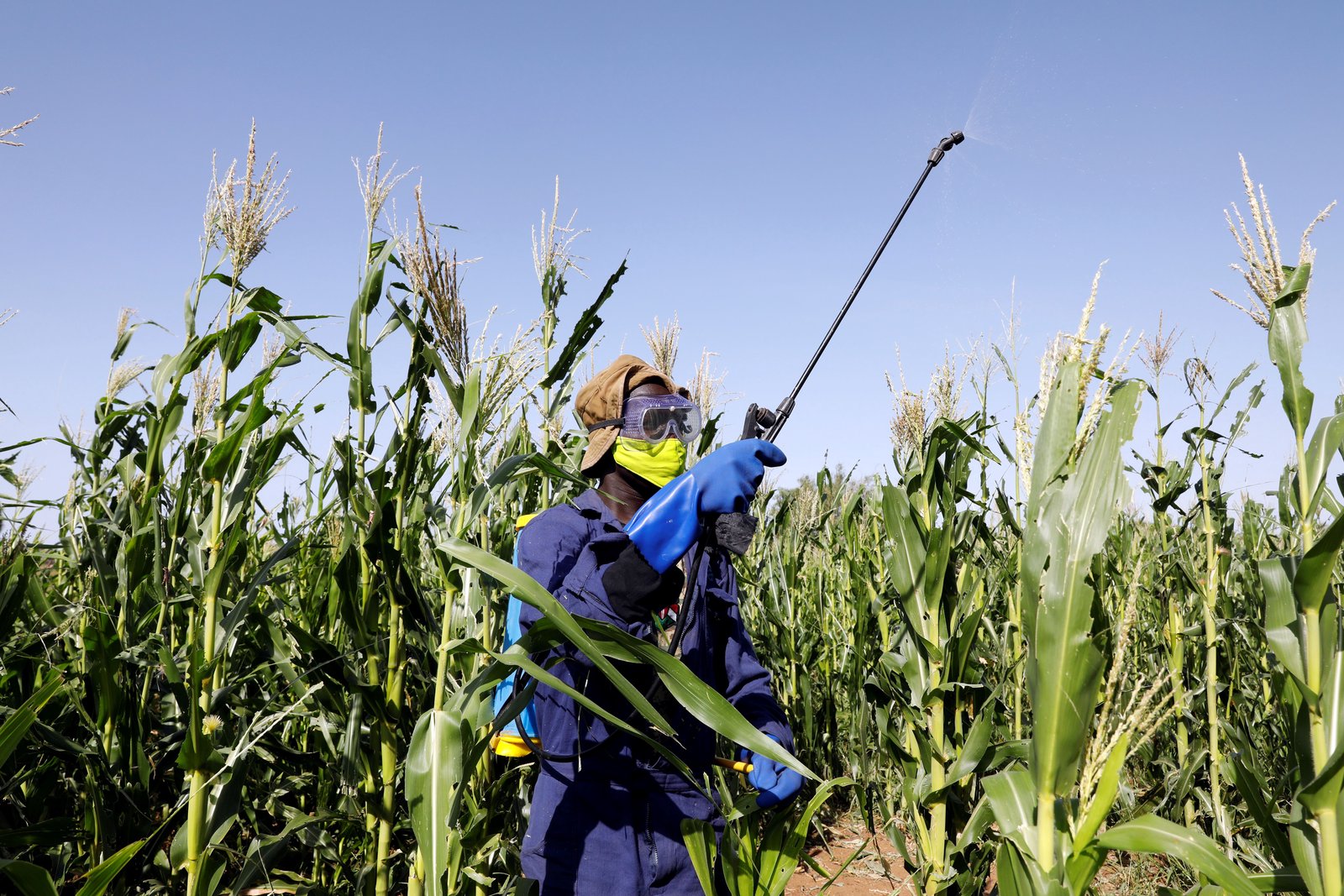 EU sells banned pesticides to Africa