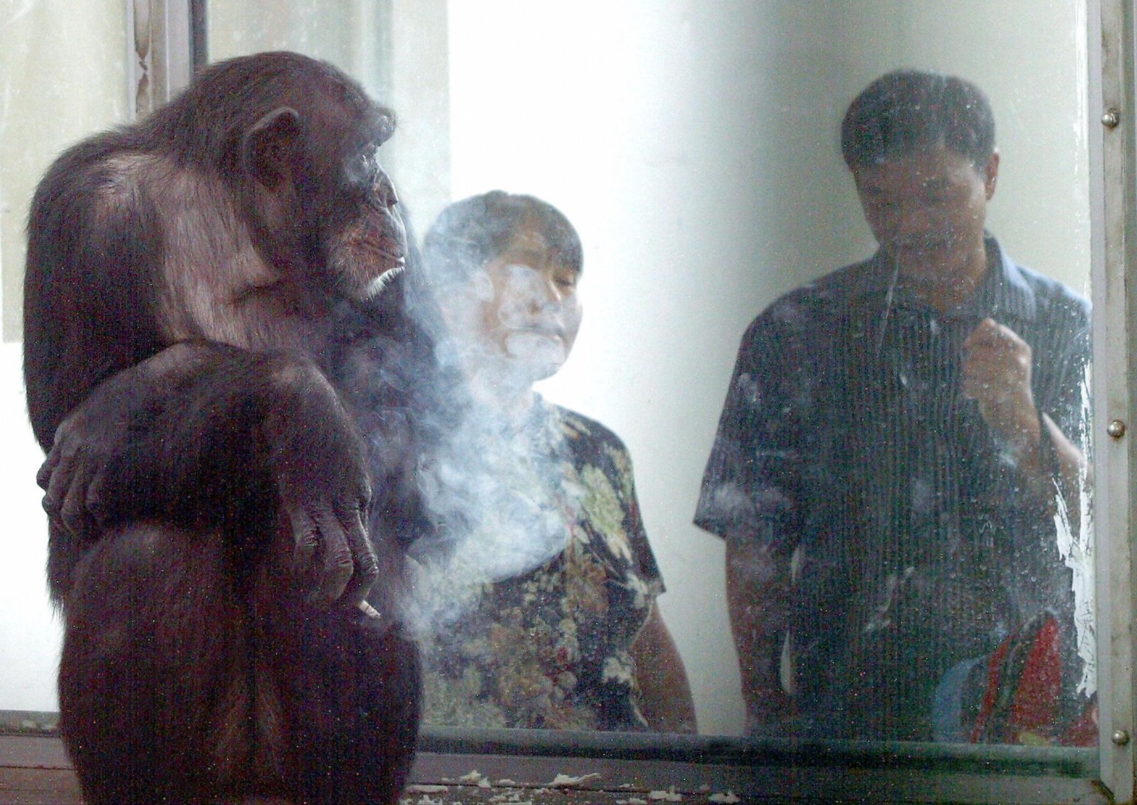 Chimpanzee who could paint and count dies at 49