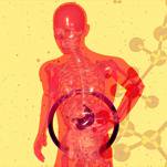 Science Has Figured Out How to Give You a Bonus Liver