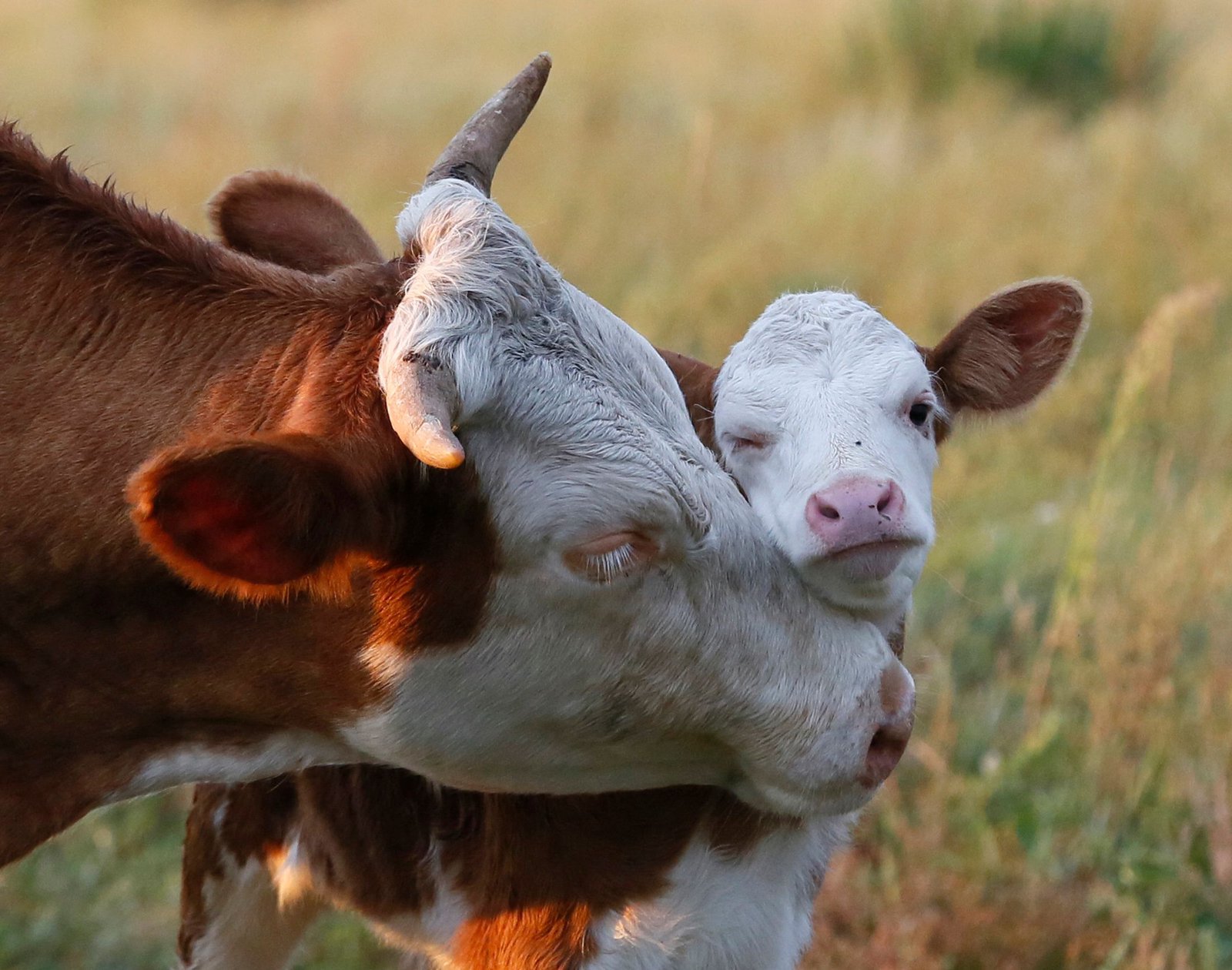 AI devices aim to detect deadly cow disease that costs industry $1B a year