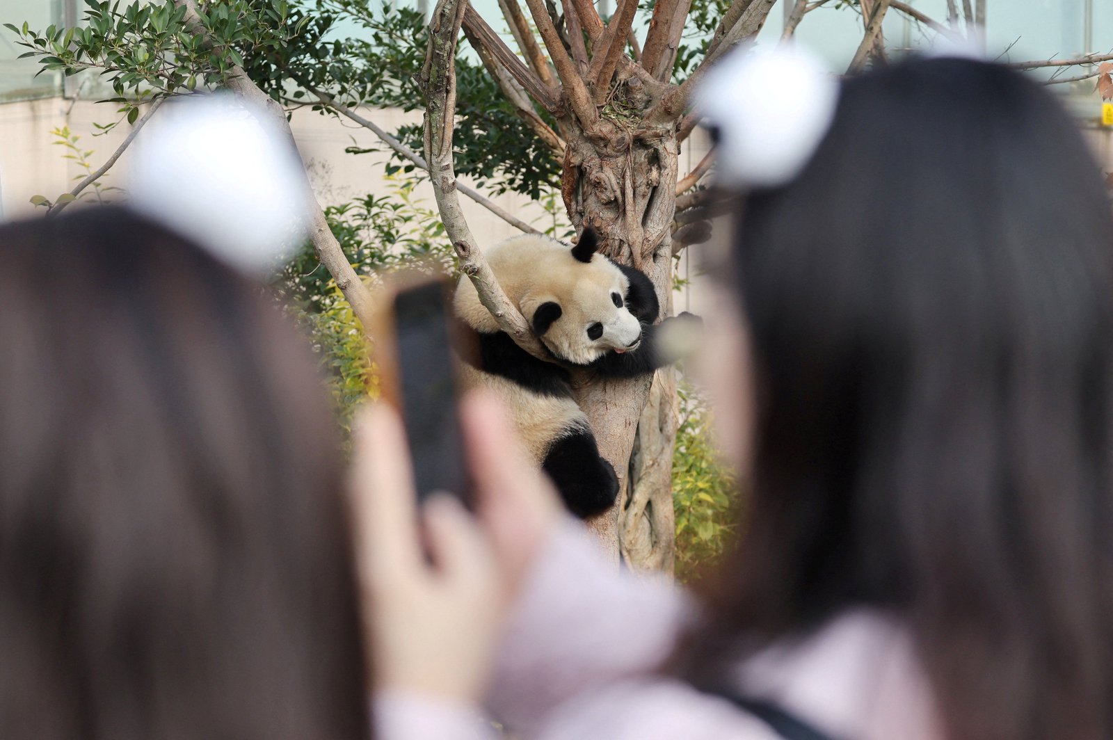 Chinese pandas to leave Japan amid diplomatic row