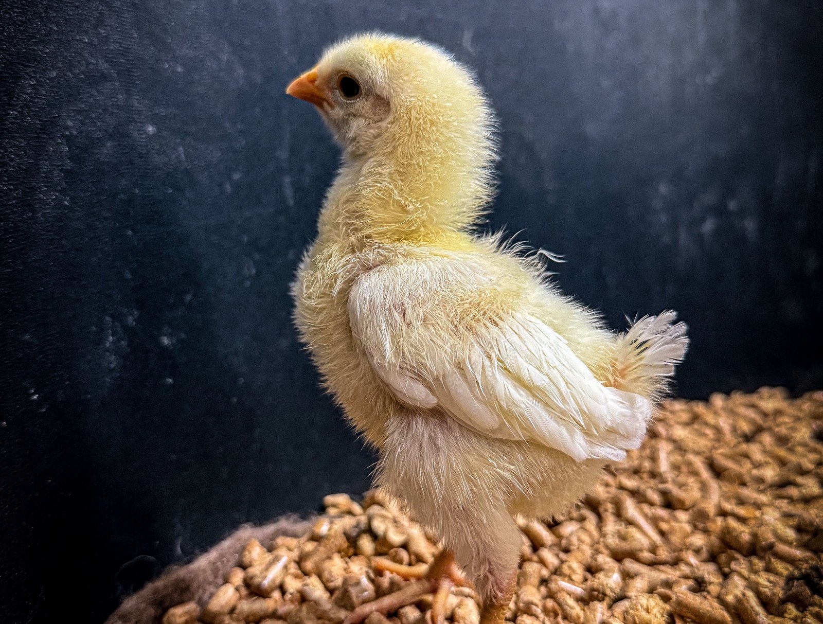 Genetic bioengineering firm steps closer to reviving the dodo