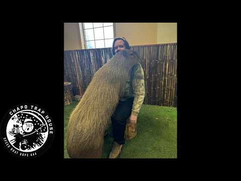 Animal News | Chapo Trap House