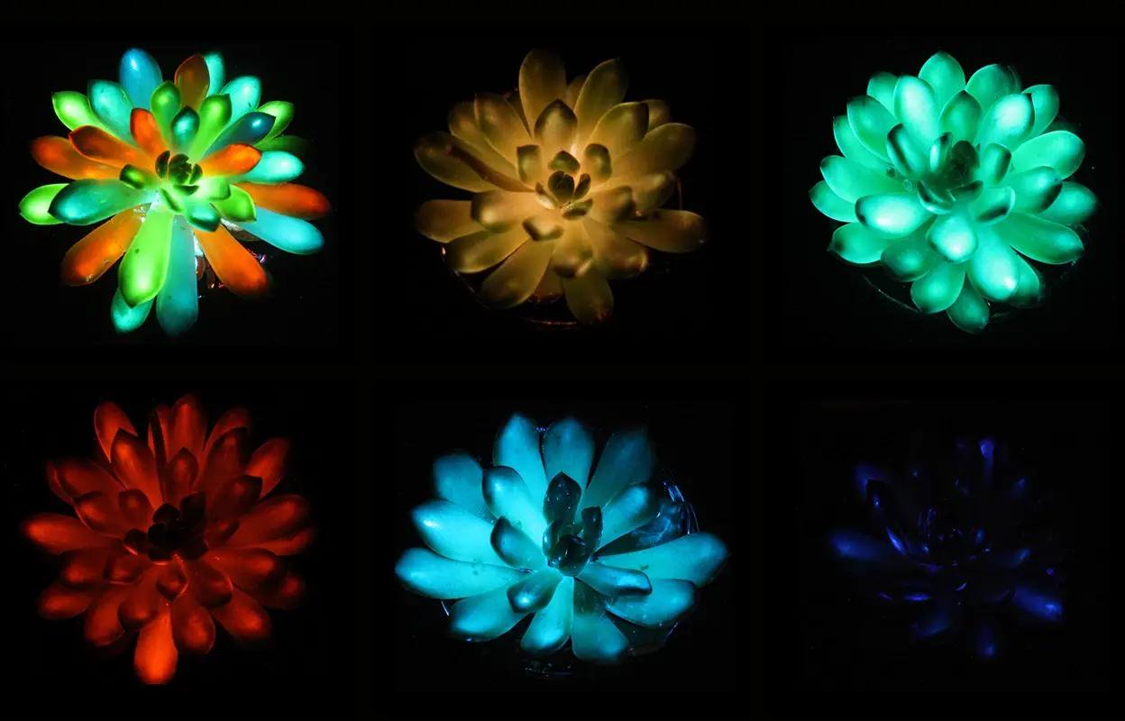 Scientists create glow-in-the-dark, rechargeable houseplants