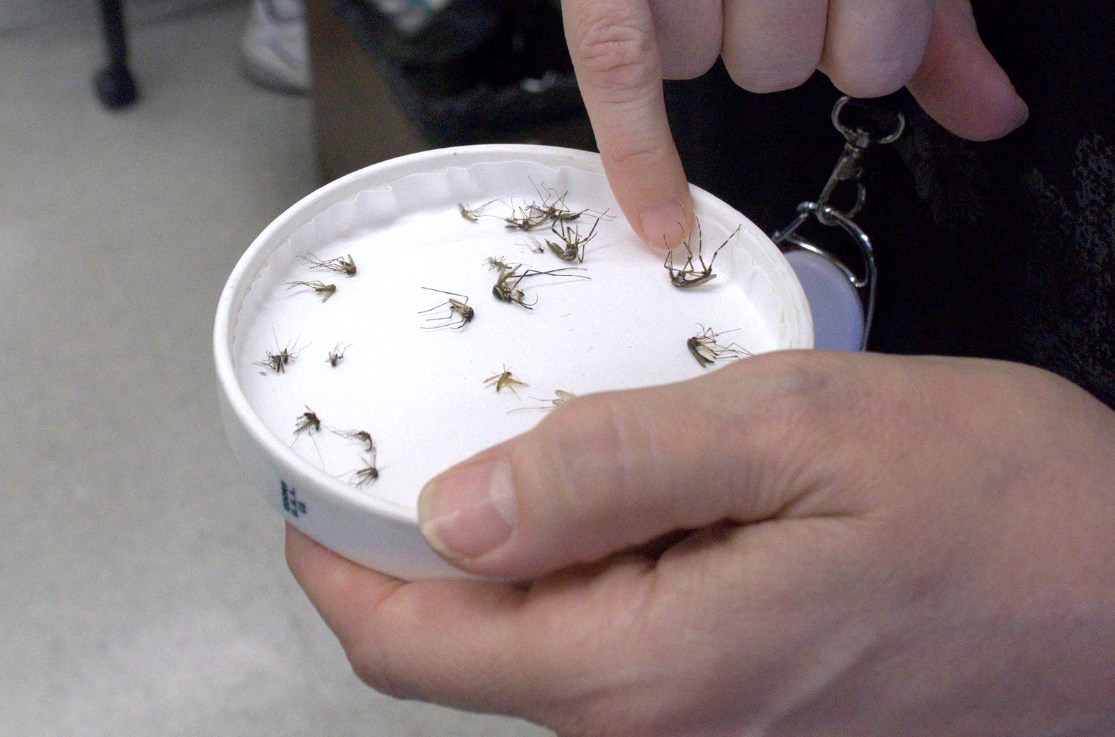 These Texas Scientists Are Doing Their Best to Thwart Scary Mosquito-Borne Diseases