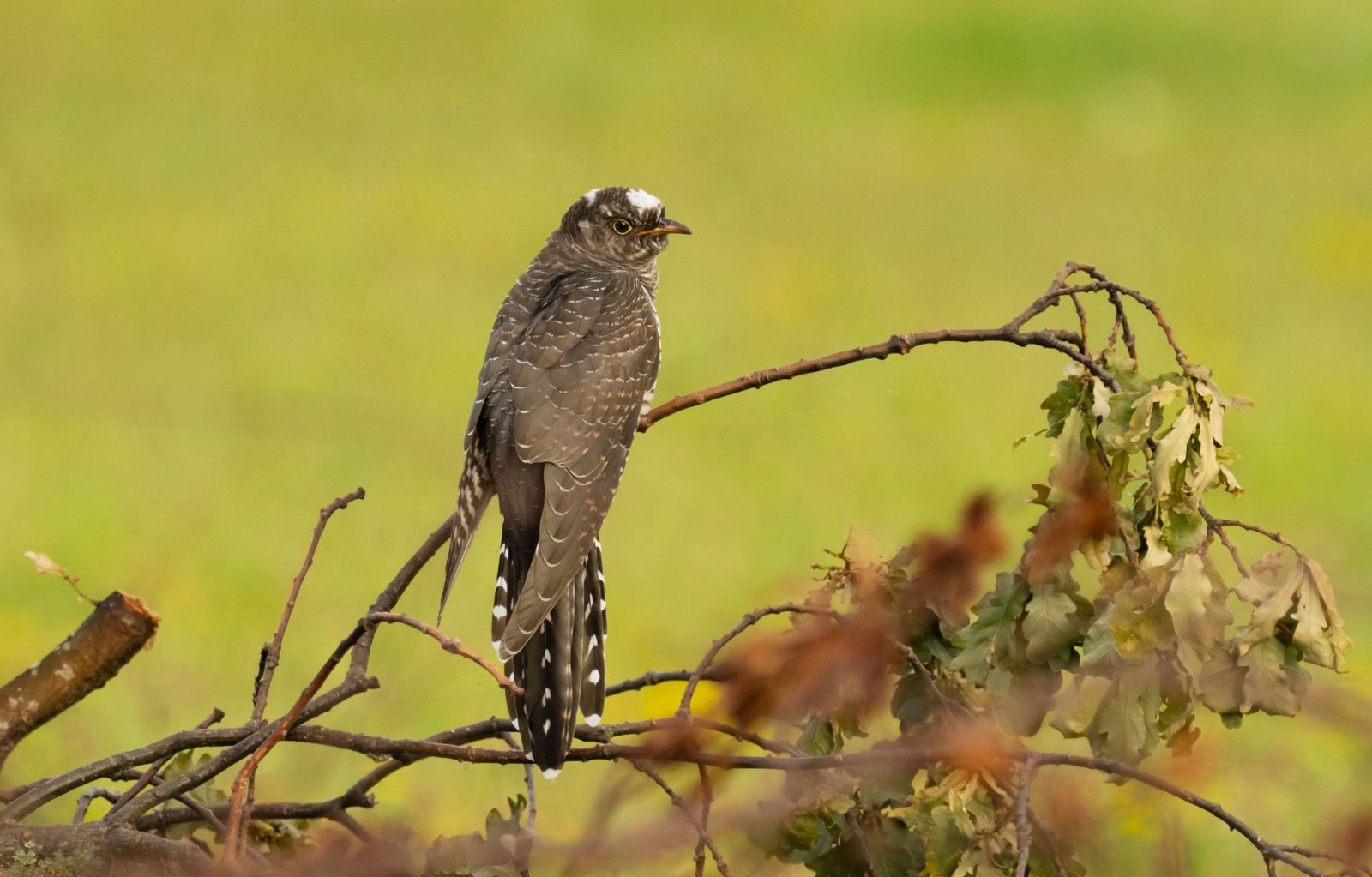 Different bird species understand anti-cuckoo warning calls