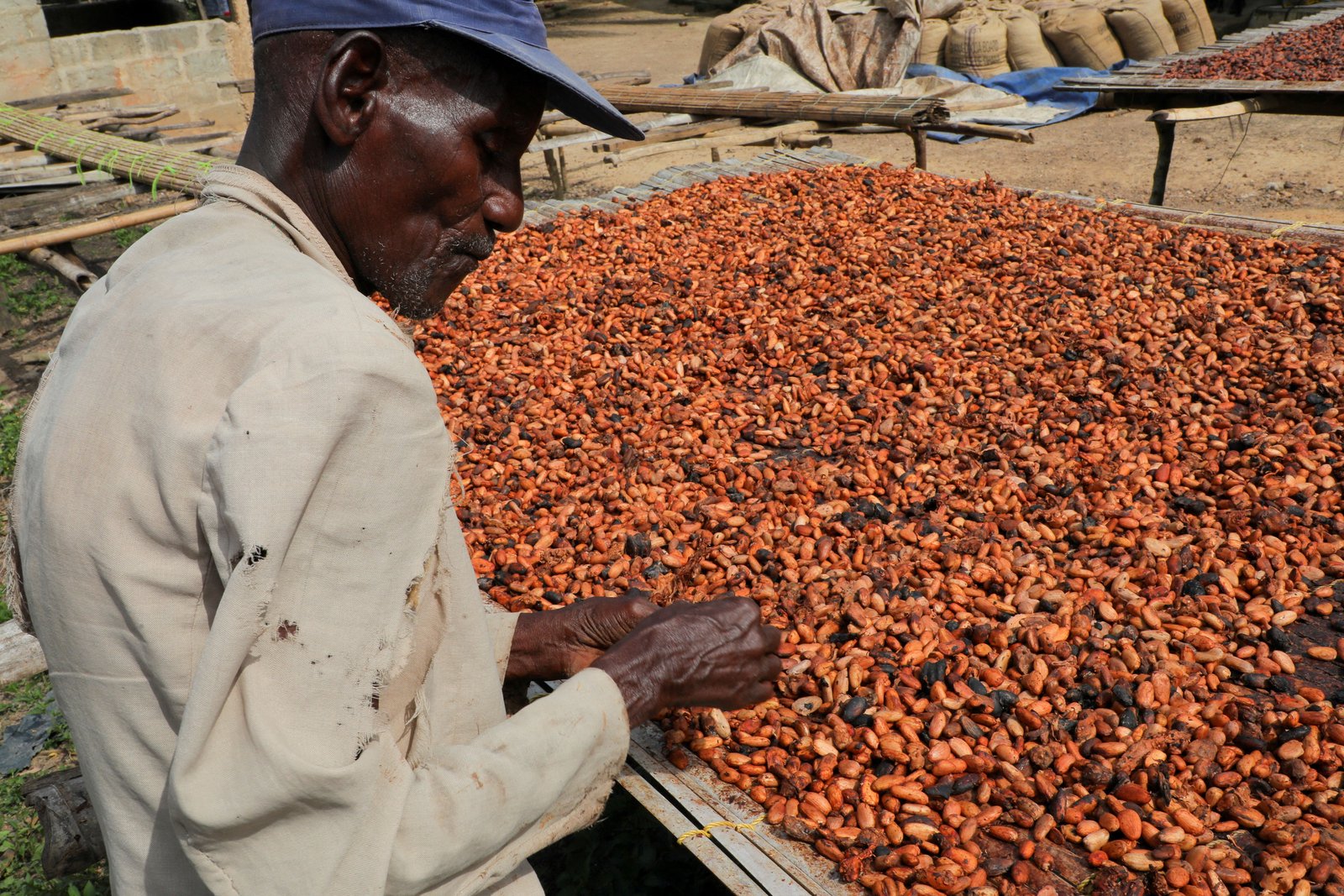Ghana holds emergency meeting amid falling cocoa prices