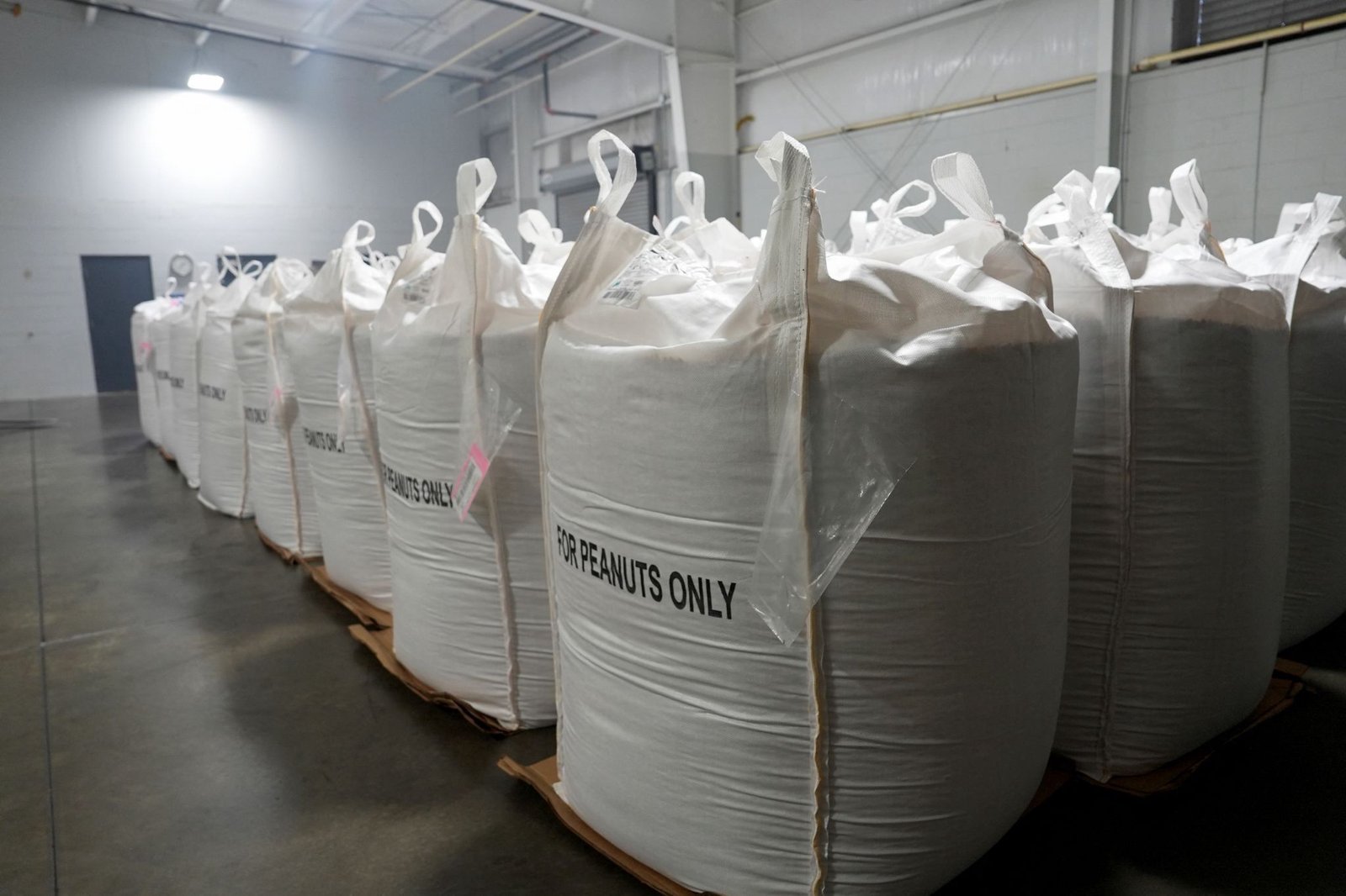 US peanut allergies plummet after guideline change