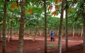 How Land Determines Our Fate